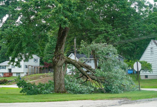 Reliable Schiller Park, IL  Tree Services Solutions